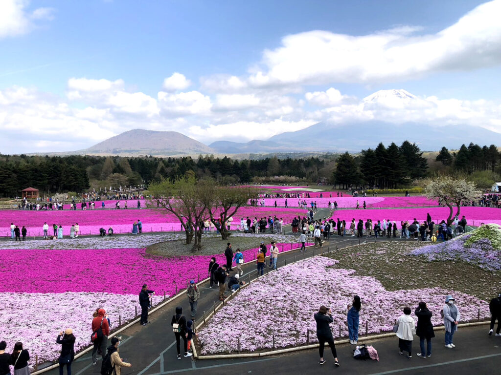 富士芝桜まつり　2023 　混雑